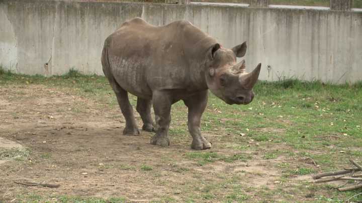 CBS 58 Exclusive: Milwaukee County Zoo welcomes 2 Eastern black rhinos