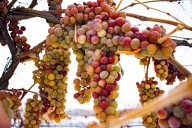 Northeast Ohio’s Ferrante Winery featured in Forbes Thanksgiving wine pairing guide