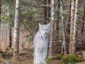 Una cámara captó de casualidad a un llamativo depredador que rara vez logra ser divisado: "Esto es genial"