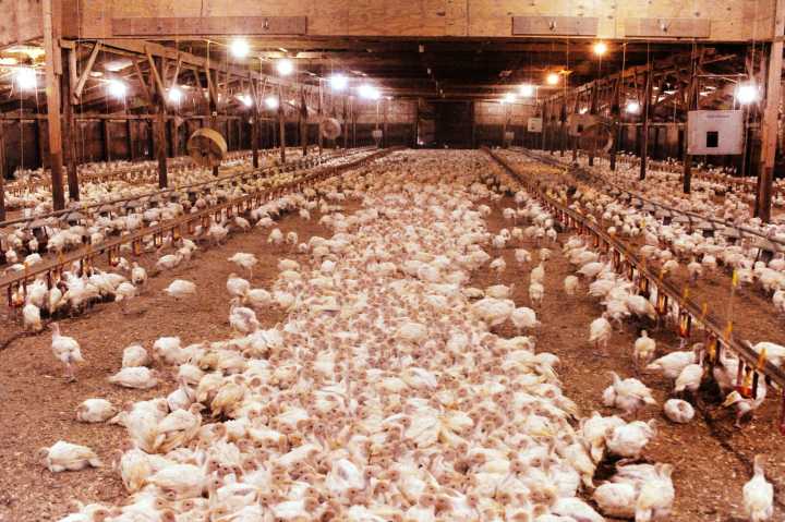 How Minnesota got a (turkey) leg up in the industry