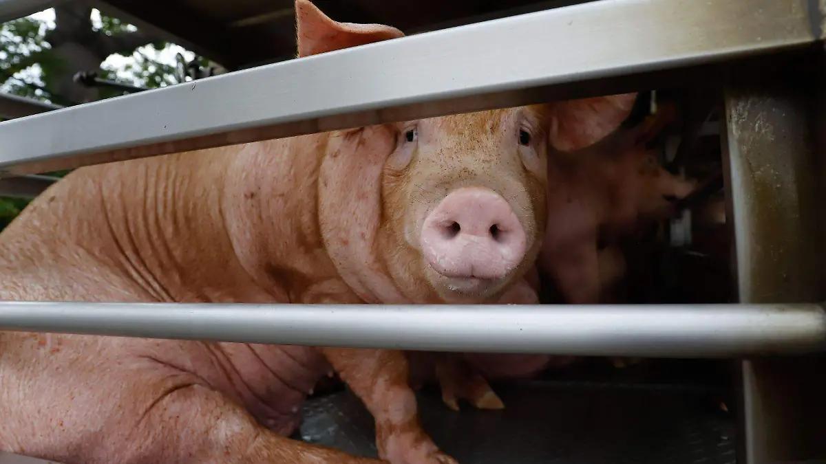 México suspende importaciones de carne de cerdo desde España por peste porcina