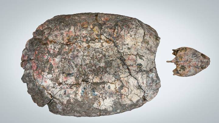 ‘Shakiremys colombiana’ , el nuevo género de fósil de tortuga nombrado en honor a la cantante