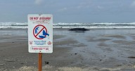 Efforts fail to save a stranded humpback whale on the Oregon Coast