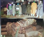 Police Bust Willow-Theft Racket, Arrest Nine in North Kashmir