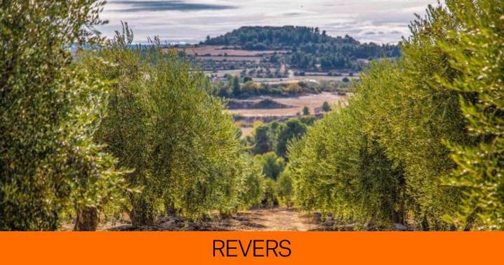 ¿De dónde viene y desde cuándo se produce el aceite arbequino?