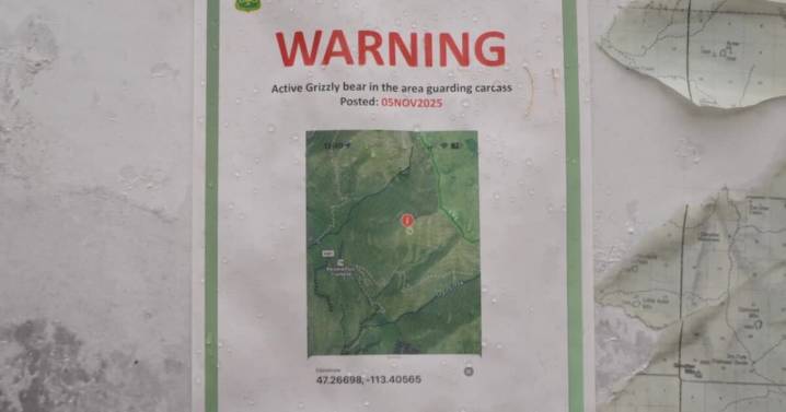 Follow up: 2 grizzly bears killed by hunters near Seeley Lake after encounter