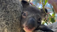 Yanchep National Park visitors to get a glimpse of the first baby koala born in 15 years