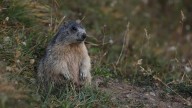 Environmental advocates file lawsuit in Washington to save endangered Olympic marmot