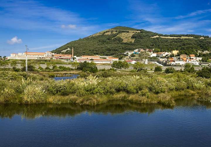 Santoña erradicará seis hectáreas de plumeros