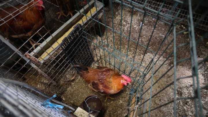 Baleares esquiva el confinamiento total de aves y adapta las medidas contra la gripe aviar