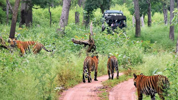 Safari ban triggers economic distress