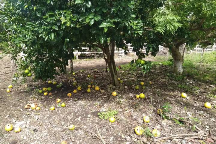 Plagas atacan los cultivos de limón y naranja agria en el Oriente de Yucatán