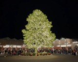 4 places to see holiday tree lighting in Arizona