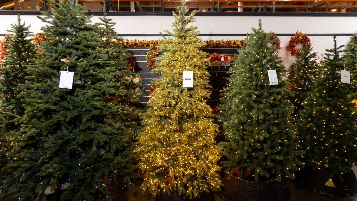 Tariffs could be coming for your Christmas tree