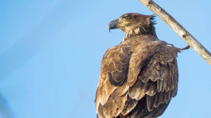 Bald eagle from Indiana to be Audubon Society of RI's ambassador'