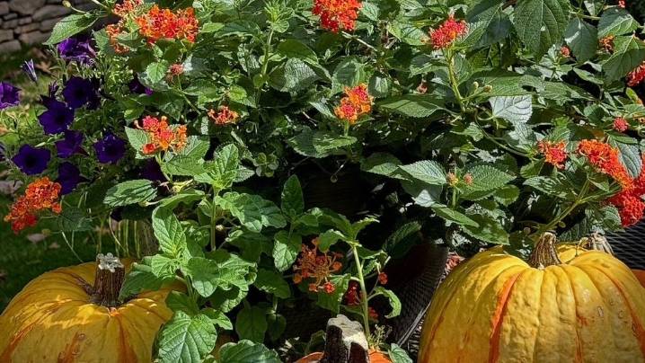 Missing fall foliage? Plant these florals for autumnal color punch