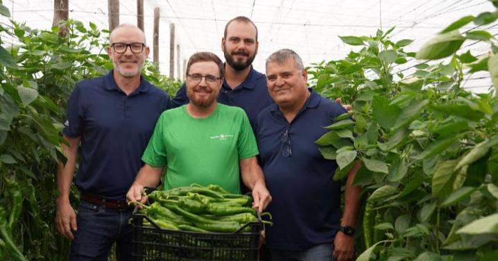 Morante F1, el pimiento italiano con alta resistencia a oídio y gran producción de Ramiro Arnedo