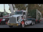 Arrival of the Old Sacramento Christmas tree