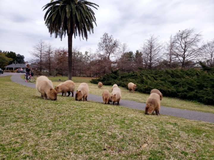 Los carpinchos ganaron en Nordelta: la Justicia ordenó que el barrio se adecue al humedal