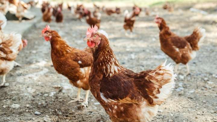 En vigor el confinamiento de aves de corral en Castilla