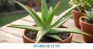 Cada cuánto regar el aloe vera para que crezca fuerte y sano, según expertos