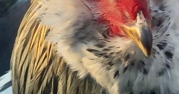 Merrimack considers rooster ordinance to address noise complaint