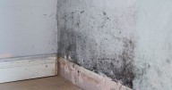 South London family lived in 2-bed flat with damp and mould problems for over 7 months