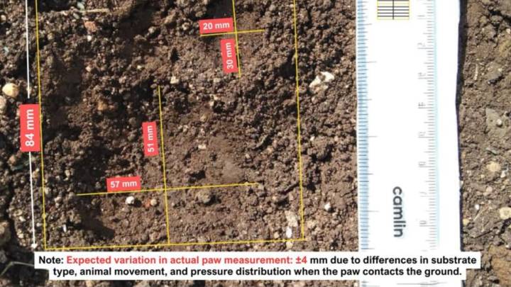 Suspected man-eating leopard shot dead after 3 deaths in human