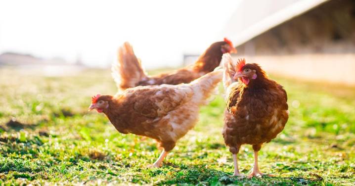 Estos son los pueblos cordobeses en los que hay que confinar las aves de corral por la gripe aviar