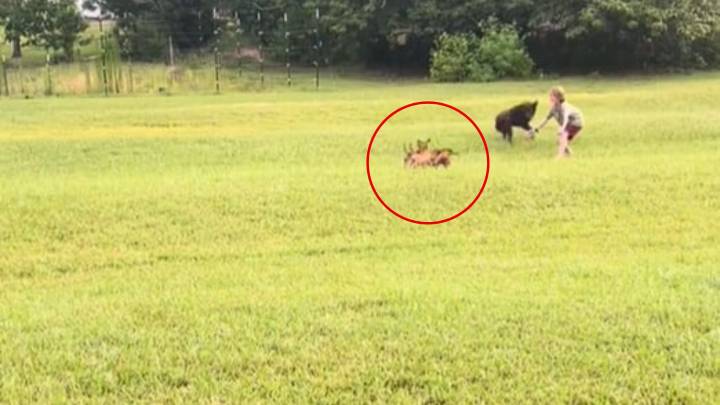 Louisiana Home Becomes A Safe Haven As Stray Puppies Keep Appearing Out Of Nowhere
