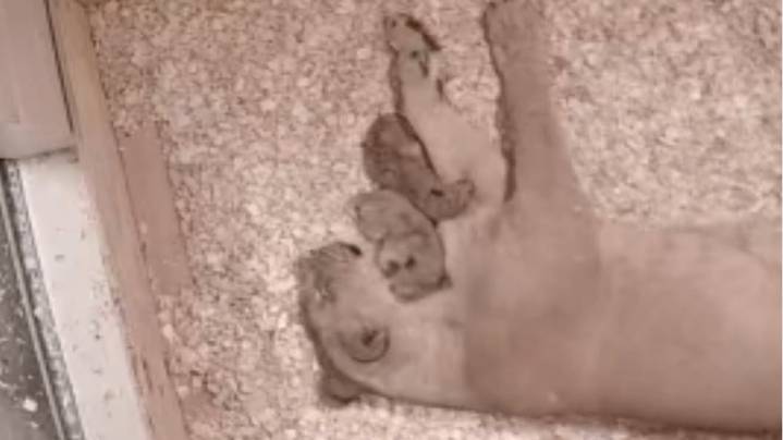Turtle Back Zoo welcomes two new lion cubs