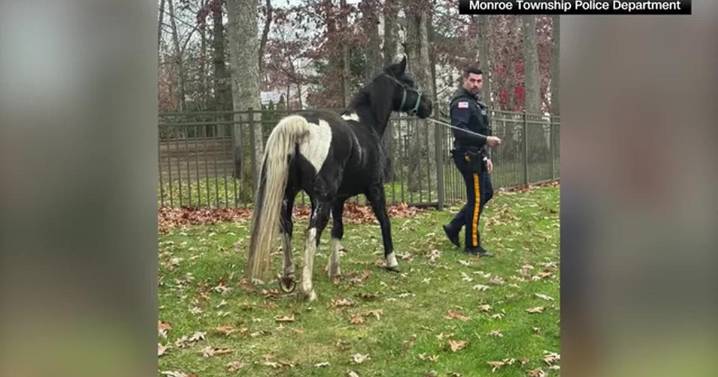 Horse leads police in Monroe Township, New Jersey on wild chase through neighborhood