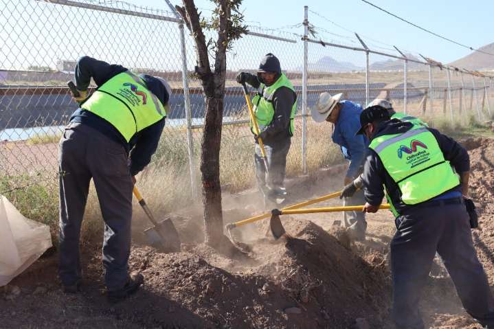Reubica Municipio árboles en zona de construcción del paso superior Fuerza Aérea y carretera Aldama
