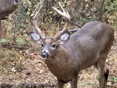 Outdoors: Whitetails and motorists are stuck in the rut