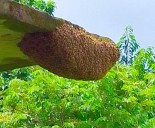 Ocho personas afectadas por ataque de abejas africanas en Casacoima