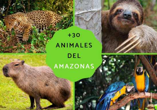 Las 4 especies animales que solo existen en el Amazonas y están en la lista roja de extinción