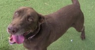 Galveston Island Humane Society pets of the week