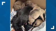 Nine puppies found abandoned in Louisville hours after being born