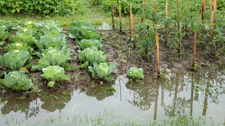 Can A DIY Creek Bed Save Your Garden From Flooding?