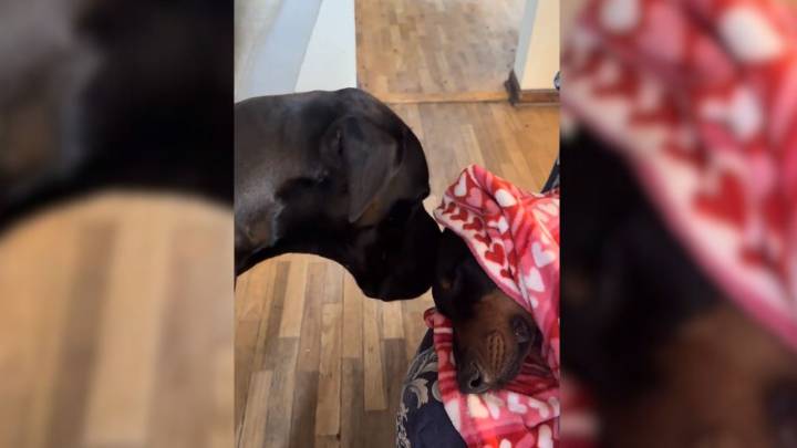 Missouri Great Dane Refuses To Rest Until He's Sure His Sleeping Brother Is Safe