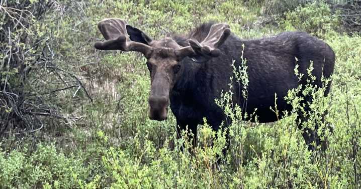 Woman hospitalized after moose attack in Boulder County