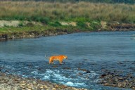 Saving Tigers, Securing Water: The Hidden Link Sustaining India’s Rivers