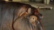 Hippos roam free in South African town