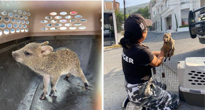 Rescatan a cría de pecarí y logra reunirse con su manada