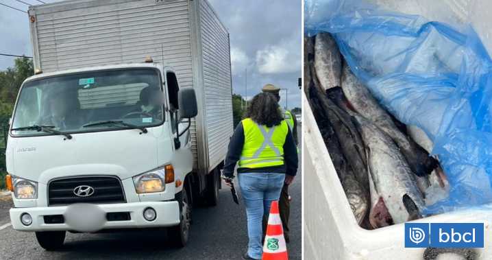 Incautan más de una tonelada de merluza austral en Temuco: no estaba apta para el consumo