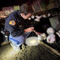 Hundreds of chickens on I-5 near Mounts Road after semi crash