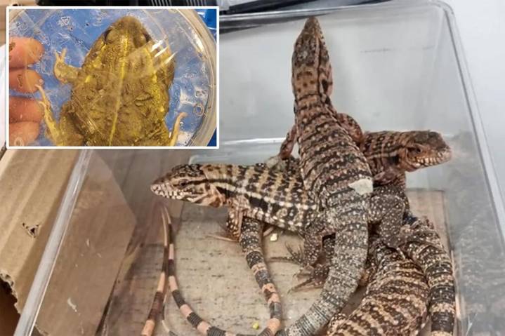 Israeli man busted at Tel Aviv airport allegedly trying to smuggle nearly 200 exotic animals worth thousands in suitcase: photos