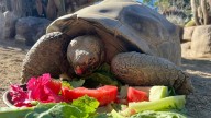 San Diego Zoo's oldest resident, a Galapagos tortoise believed to be about 141, dies