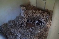 Cheetah Mom Gives Birth to 4 Cubs at the National Zoo During Government Shutdown