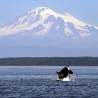 Southern resident orca calf missing, presumed dead: Center for Whale Research